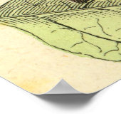 孔雀バタフライ – ヴィンテージアートポスター ポスター (角)