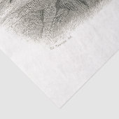 孔雀バードコートフランスのヴィンテージの分離 薄葉紙 (詳細)