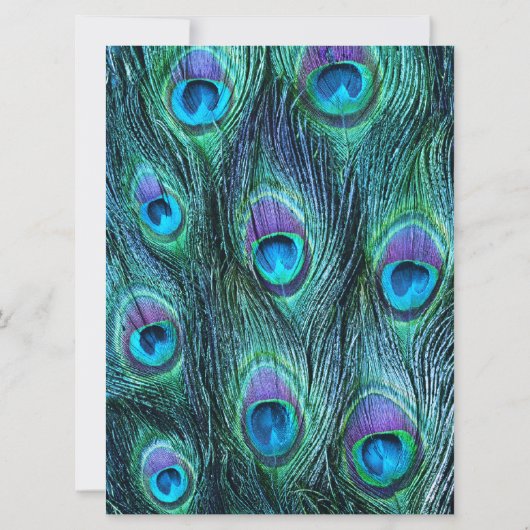孔雀フェザードラマ6.5インチx 8結婚式招待状 招待状 (裏面)