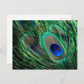 孔雀フェザーラッキー ポストカード (正面/裏面)