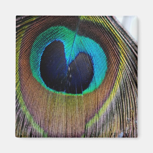 孔雀フェザー磁石 マグネット (正面)