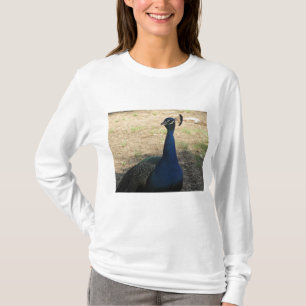 孔雀フォトブライトブルー美しい鳥 Tシャツ