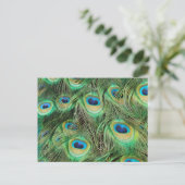 孔雀プルーム葉書 ポストカード (スタンド正面)