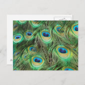 孔雀プルーム葉書 ポストカード (正面/裏面)