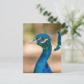 孔雀ヘッド ポストカード (スタンド正面)