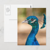 孔雀ヘッド ポストカード (正面/裏面)