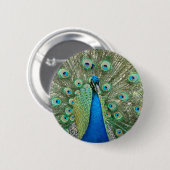 孔雀ボタン 缶バッジ (正面&裏面)
