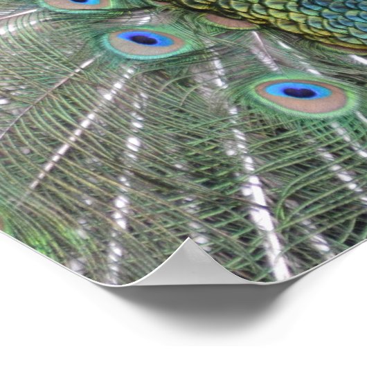 孔雀ポスター ポスター (角)