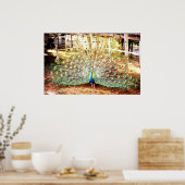 孔雀ポスター ポスター (キッチン)