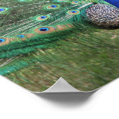 孔雀ポスター ポスター (角)