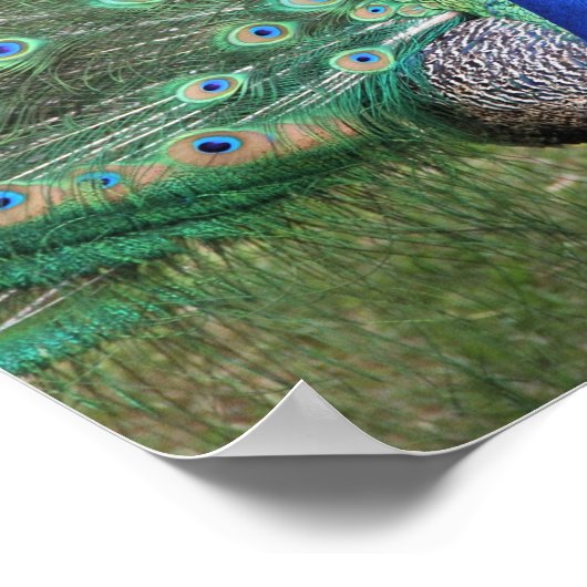 孔雀ポスター ポスター (角)