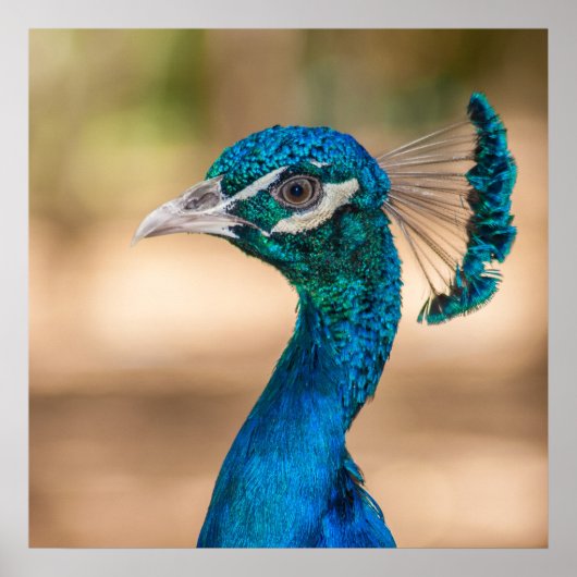 孔雀ポスター ポスター (正面)