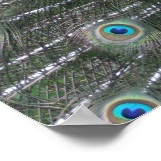 孔雀ポスター ポスター (角)