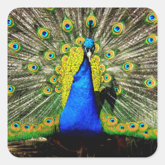 孔雀素晴らしのステッカー スクエアシール