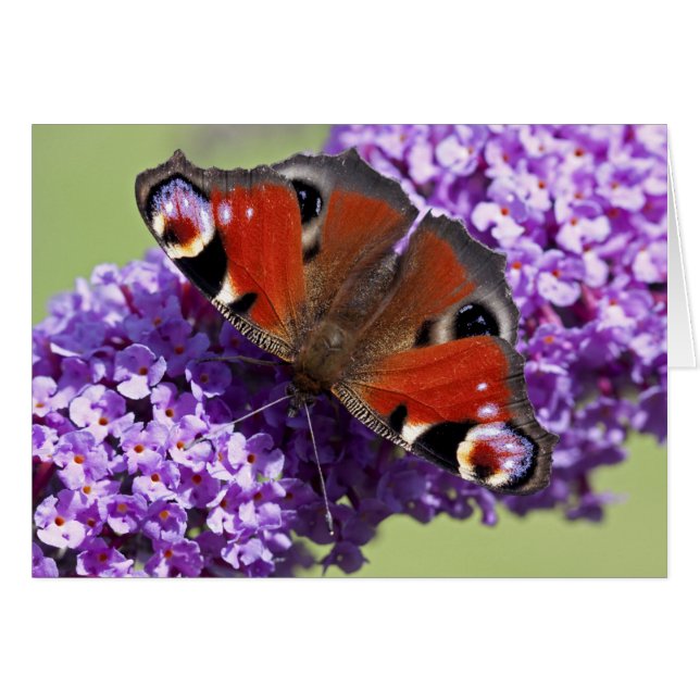 孔雀蝶カード (正面横)