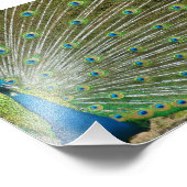 孔雀誇りを持ったの羽 フォトプリント            (角)