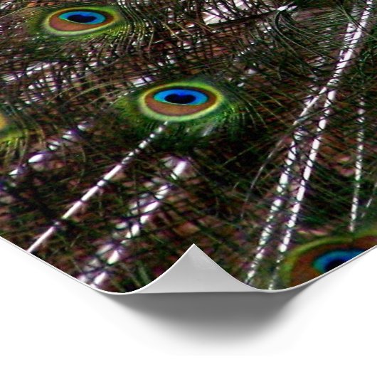 孔雀誇りを持ったポスター ポスター (角)