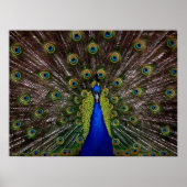 孔雀誇りを持ったポスター ポスター (正面)