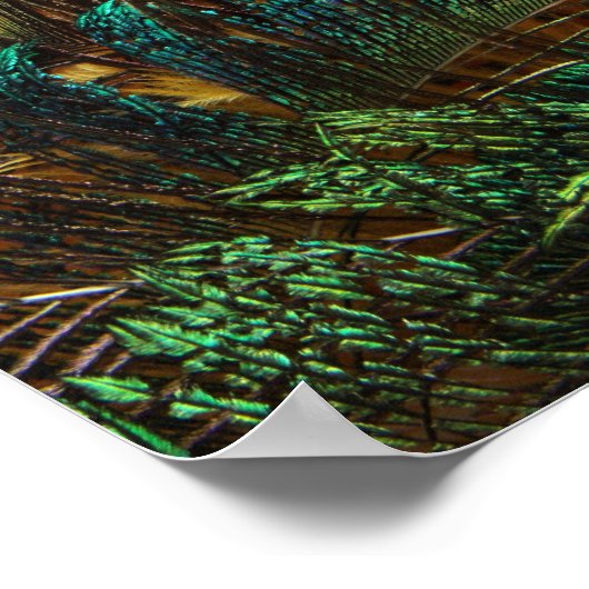 孔雀違うの羽 ポスター (角)