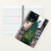 孔雀鏡鏡懸命カバーノート ノートブック (内側)