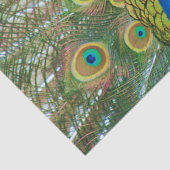 孔雀青の頭部とのおよびカラフルな尾羽 薄葉紙 (詳細)