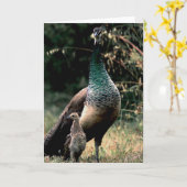 孔雀 カード (黄色い花)