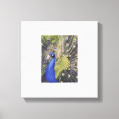 孔雀 キャンバスプリント (正面)