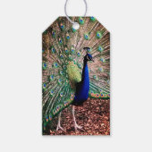 孔雀 ギフトタグ (正面)