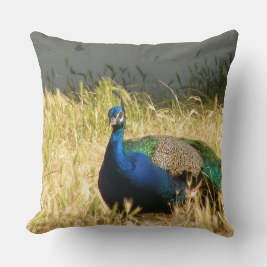 孔雀 クッション (正面)