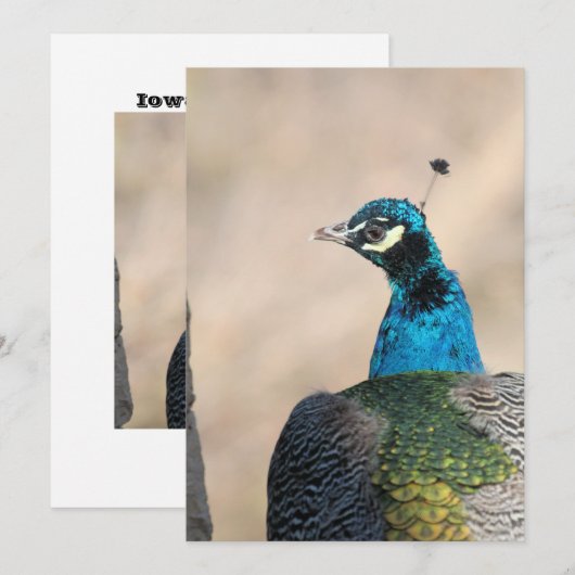 孔雀 シーズンカード (正面/裏面)