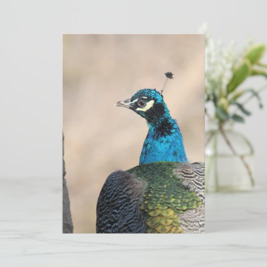 孔雀 シーズンカード (スタンド正面)