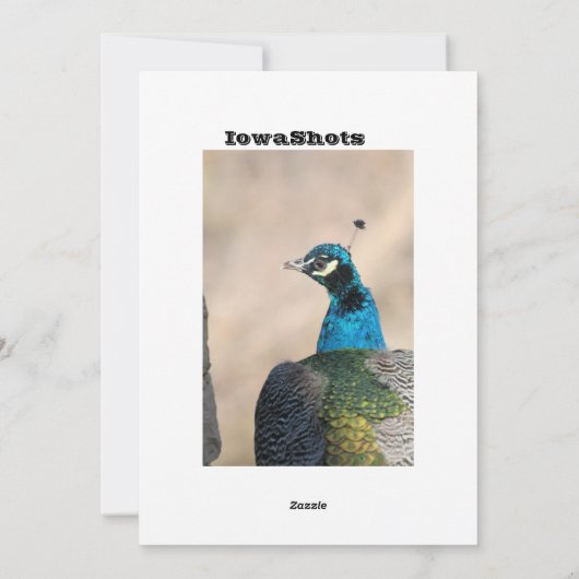 孔雀 シーズンカード (裏面)