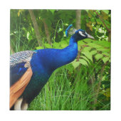 孔雀 タイル (正面)