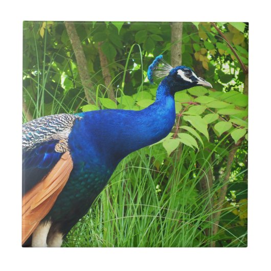 孔雀 タイル (正面)