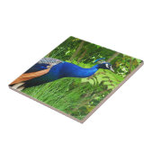 孔雀 タイル (側面)