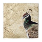 孔雀 タイル (正面)