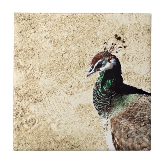 孔雀 タイル (正面)