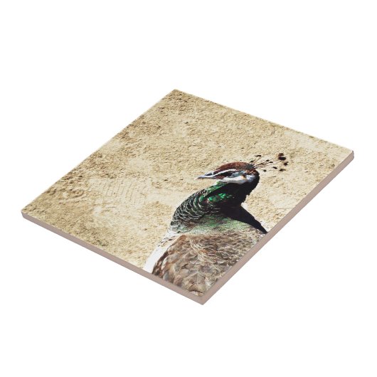 孔雀 タイル (側面)