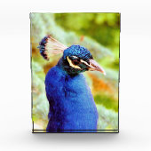 孔雀 フォトブロック (正面)