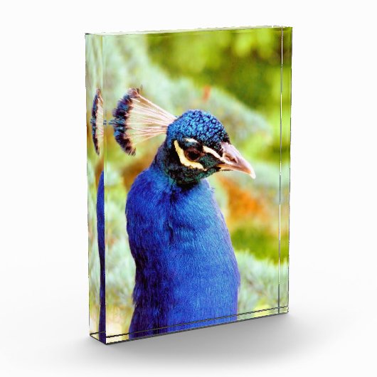 孔雀 フォトブロック (左)