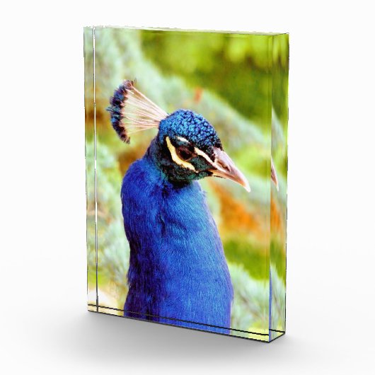 孔雀 フォトブロック (右)