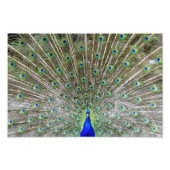 孔雀 フォトプリント            (正面)