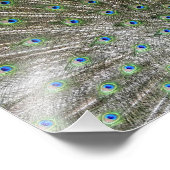 孔雀 フォトプリント            (角)