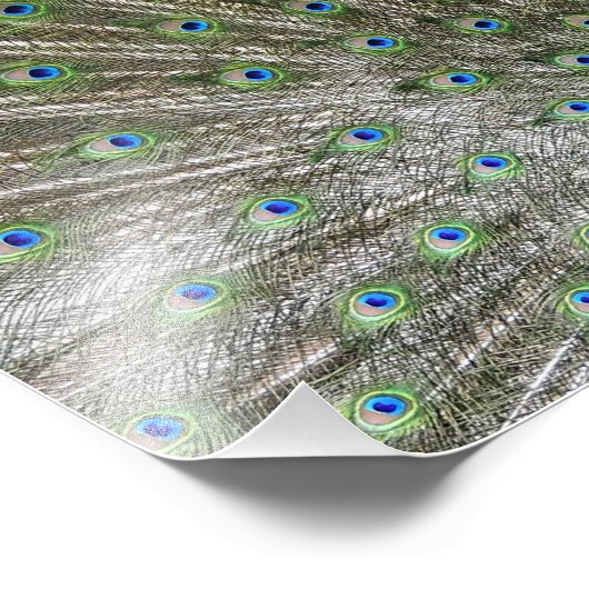 孔雀 フォトプリント            (角)