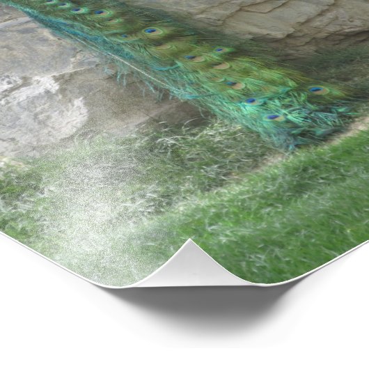 孔雀 フォトプリント            (角)