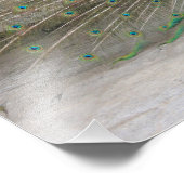 孔雀 フォトプリント            (角)