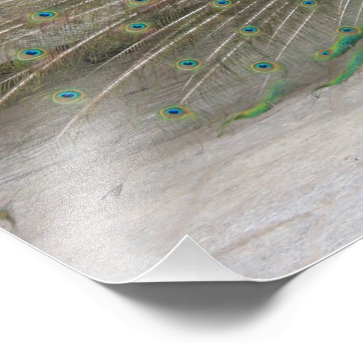 孔雀 フォトプリント            (角)