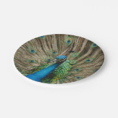 孔雀 ペーパープレート (アングル)