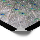 孔雀 ポスター (角)