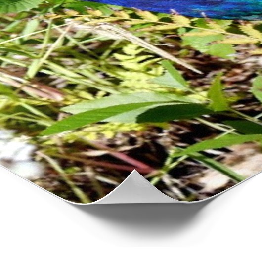 孔雀 ポスター (角)